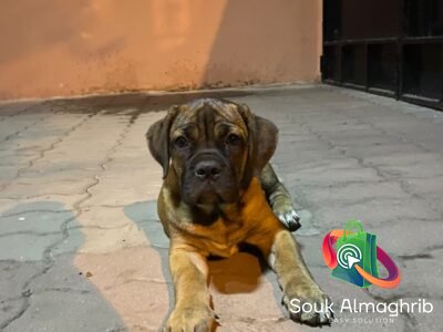 Cane Corso à Vendre - chien à vendre Maroc