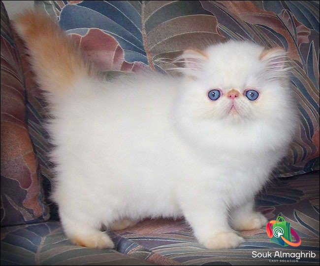 Persan chaton - Chat à vendre Maroc