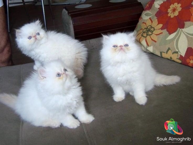 Persan kitten - Annonce du Maroc سوق المغرب