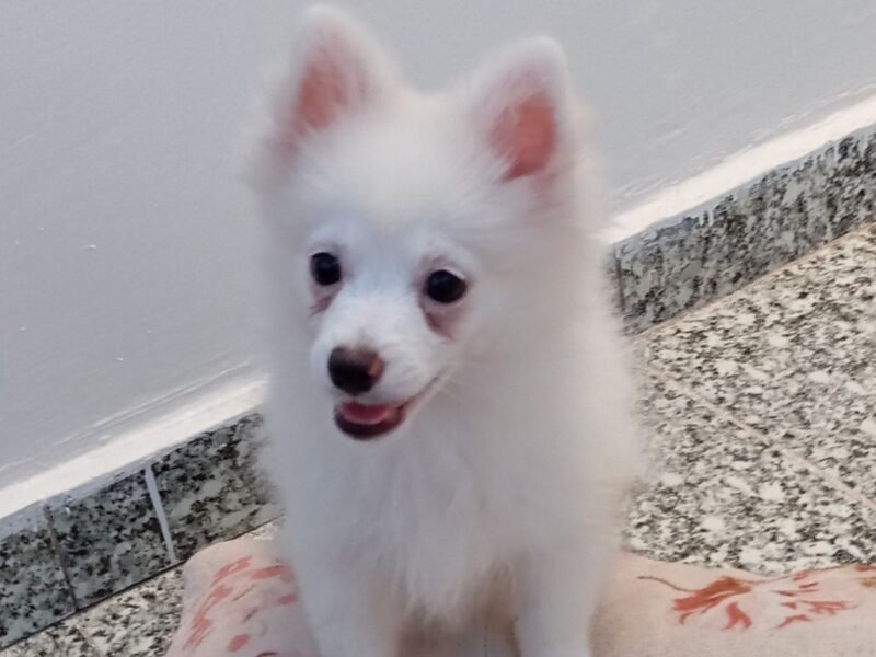 Mâle spitz Poméranian - Petites annonces animaux au Maroc