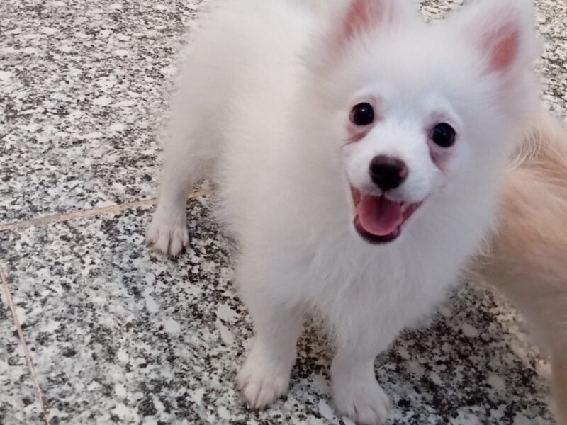 Mâle spitz Poméranian - Petites annonces animaux au Maroc