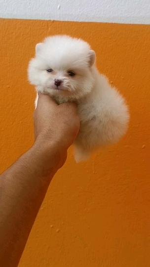 Spitz nain - chien à vendre Maroc