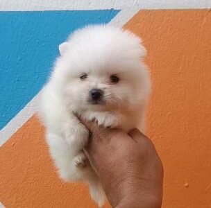 Spitz nain - chien à vendre Maroc