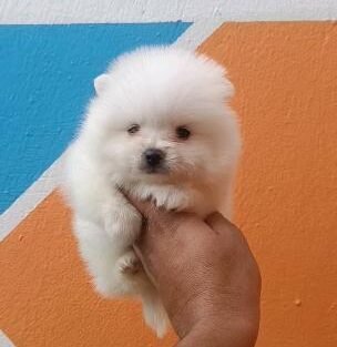 Spitz nain - chien à vendre Maroc