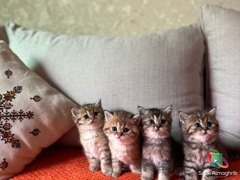 British cats à vendre - Chat à vendre Maroc