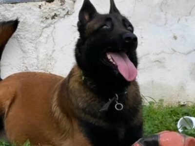 MALINOIS CHARBONE - Petites Annonces du Maroc