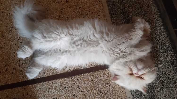 Male chat persan de pure race - Chat à vendre Maroc