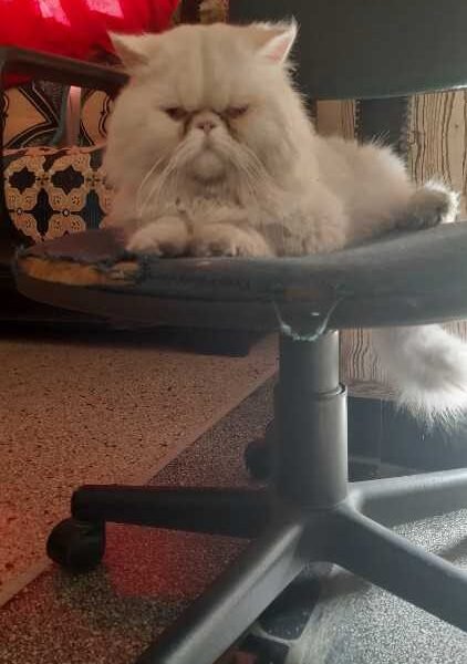 Male chat persan de pure race - Chat à vendre Maroc