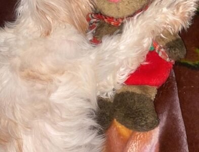 Caniche Bichon Maltais