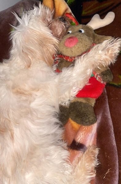 Caniche Bichon Maltais