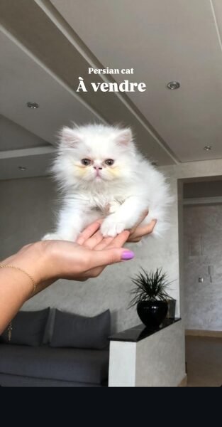 Persian cat à vendre - Chat à vendre Maroc