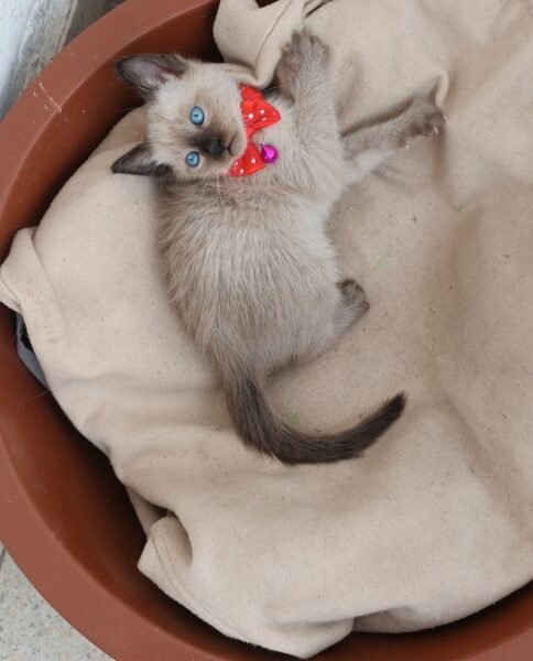 Balinais chaton - Chat à vendre Maroc