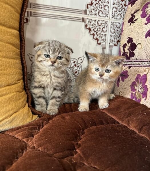 Chatons scottish de deux mois - Chat à vendre Maroc