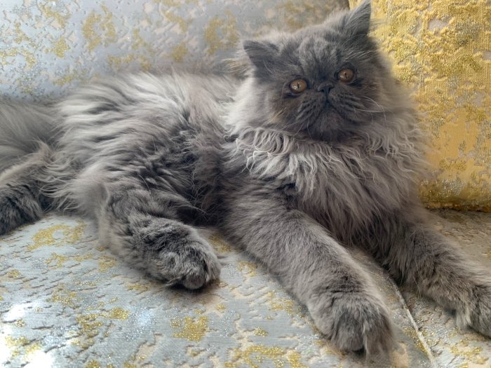 Chat persan (MÂLE)
