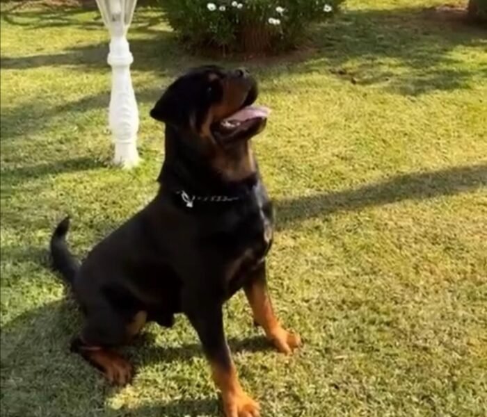 Rottweiller Maroc
