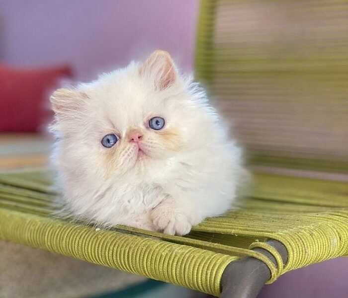 Chatons persan - chat à vendre Maroc