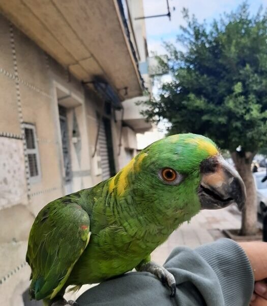 Perroquet amazoni