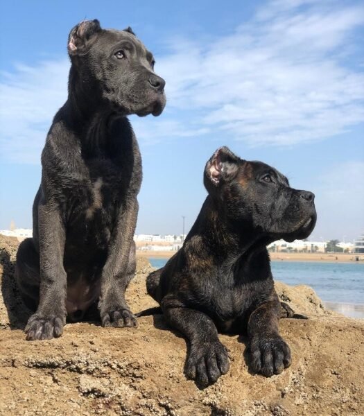 Cani corso pure race