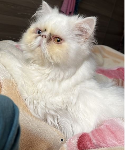 Vente chat persan - Chat à vendre Maroc