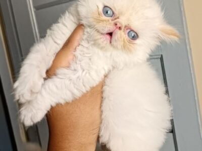 Persan chaton blanc - chat à vendre Maroc