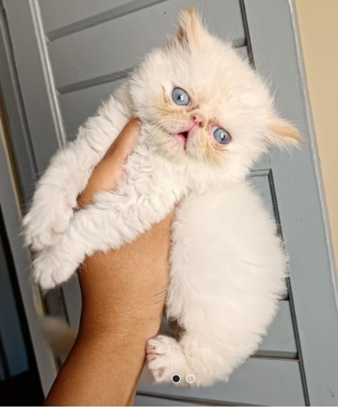 Persan chaton blanc - chat à vendre Maroc