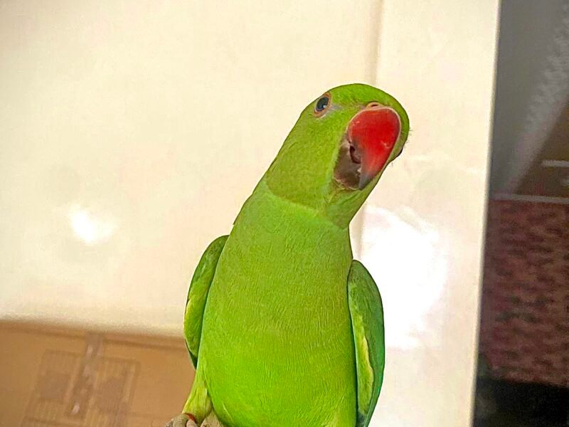 Oiseaux dressé Casablanca