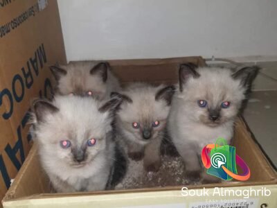 Petits chats siamois - Chat à vendre Maroc
