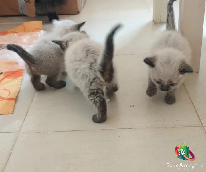 Petits chats siamois - Chat à vendre Maroc