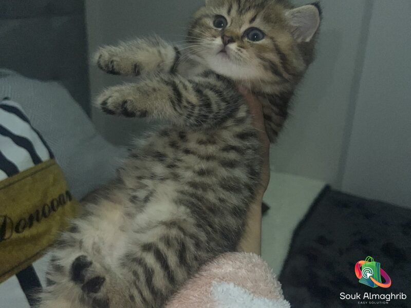 British cats à vendre - Chat à vendre Maroc