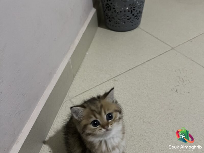 British cats à vendre - Chat à vendre Maroc