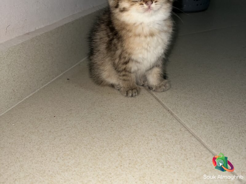 British cats à vendre - Chat à vendre Maroc