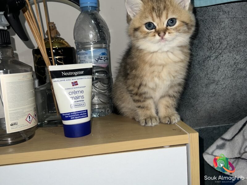 British cats à vendre - Chat à vendre Maroc