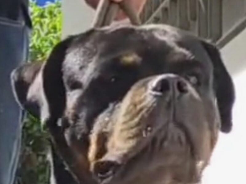 Rottweiler, pedigree confirmé, à vendre