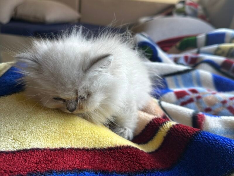 Chaton persan 2 mois - Chat à vendre Maroc