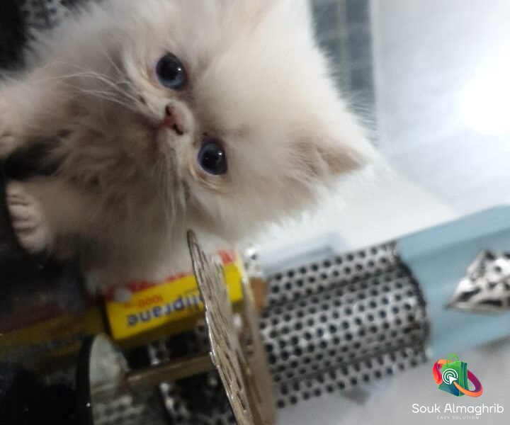 Chat persan exotic - Chat à vendre Maroc