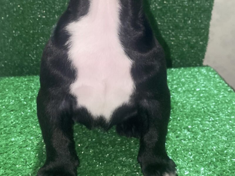 Bully américain - chien à vendre Maroc