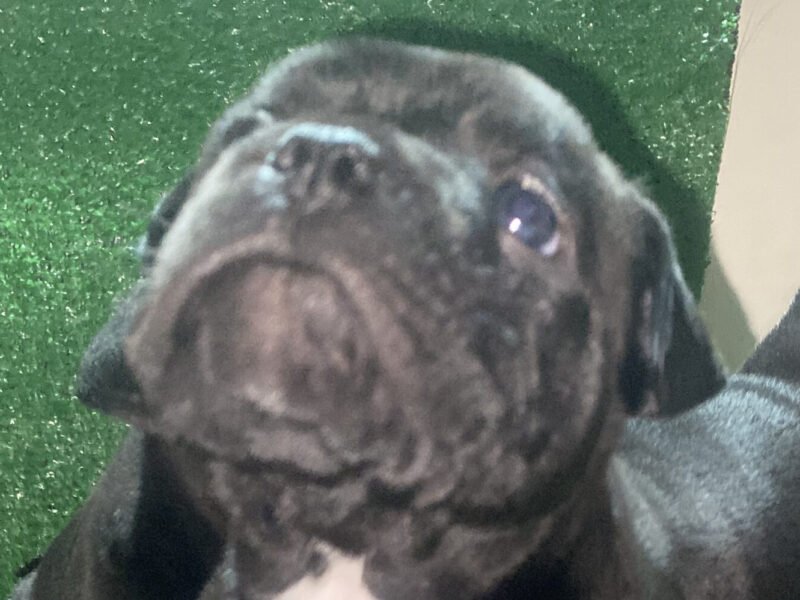 Bully américain - chien à vendre Maroc