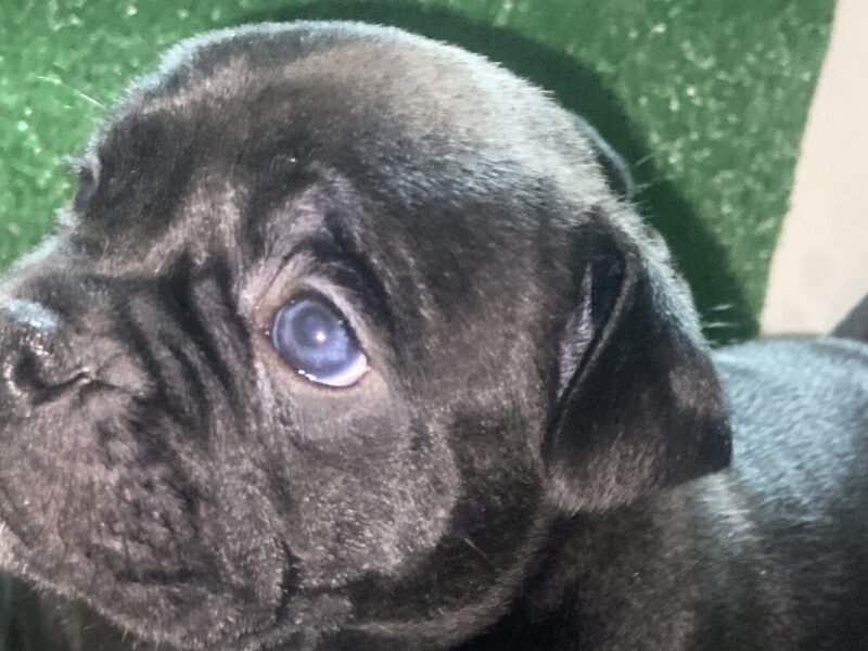 Bully américain - chien à vendre Maroc