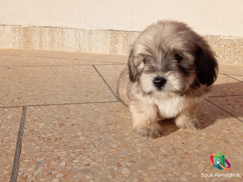 Bichons maltais - Petites annonces d'animaux au Maroc