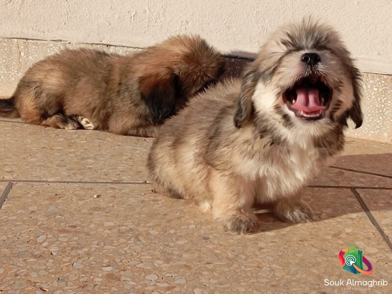 Bichons maltais - Petites annonces d'animaux au Maroc