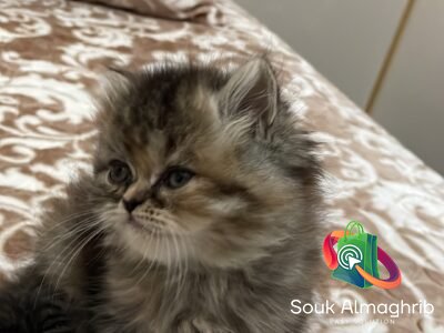 Chat persan -Chat à vendre Maroc