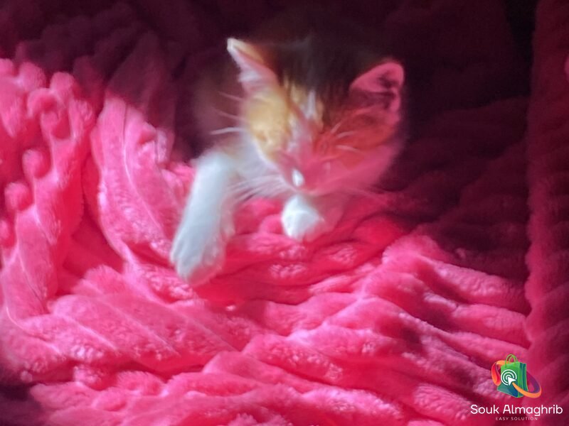 قطة - Chat à vendre Maroc