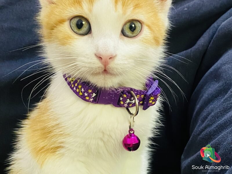 قطة - Chat à vendre Maroc