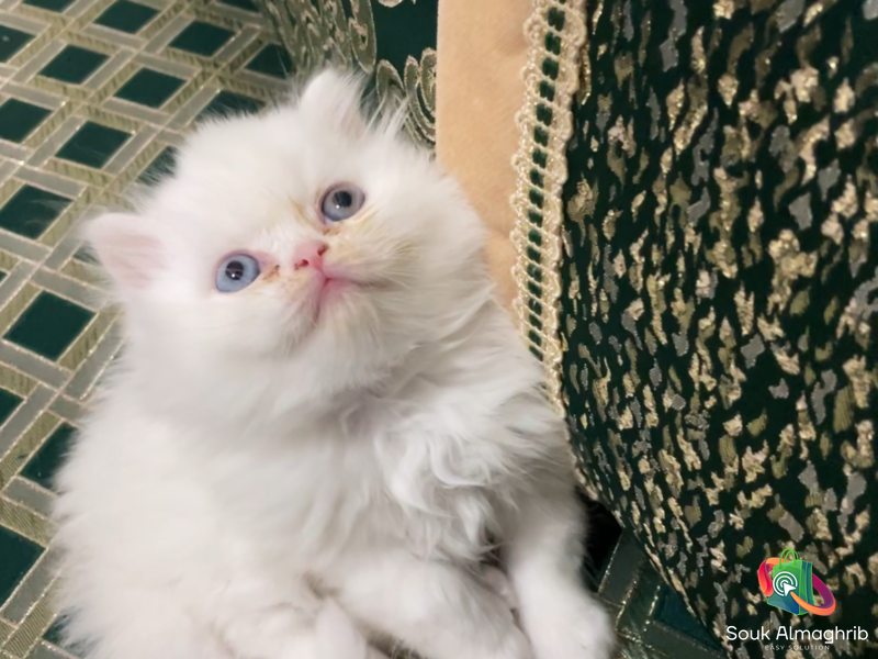 Chat persan - Chat à vendre Maroc