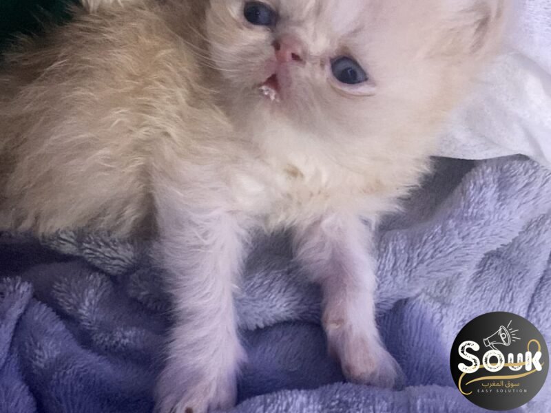 Pure race persan - Chat à vendre Maroc