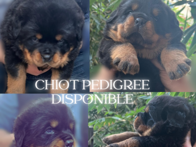 Chiots Rottweiler avec pedigree à vendre - Rottweiler Maroc