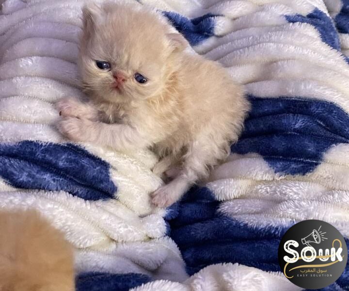 Pure race persan - Chat à vendre Maroc