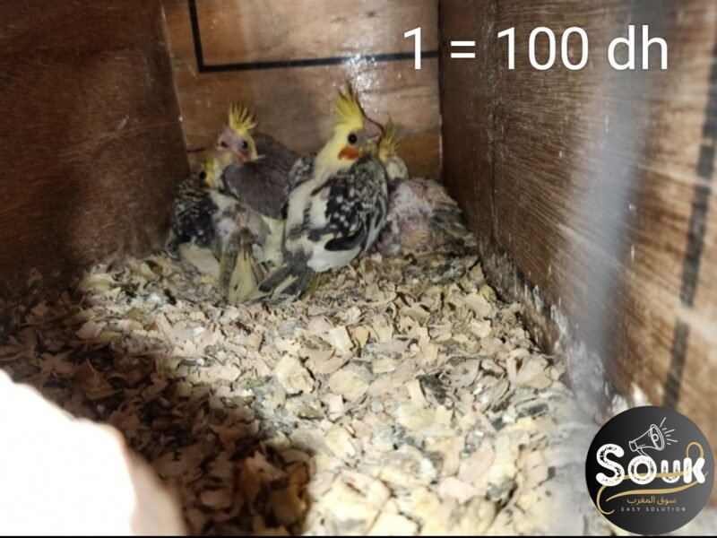 12 magnifiques oiseaux à vendre - Souk