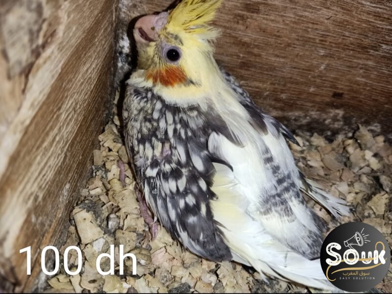 12 magnifiques oiseaux à vendre - Souk