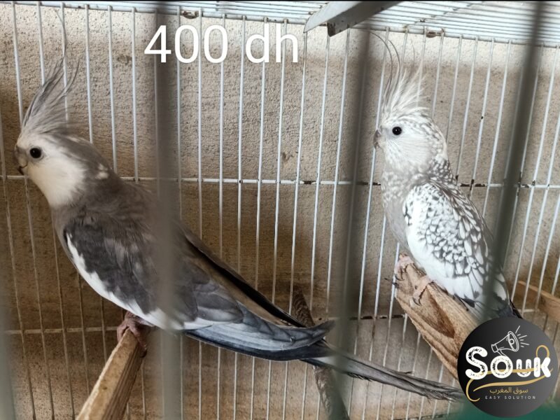 12 magnifiques oiseaux à vendre - Souk